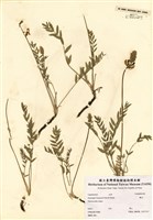 藏品(Oxytropis gaspensis Fern. & Kelsey)的圖片